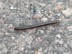 Cylindroiulus caeruleocinctus