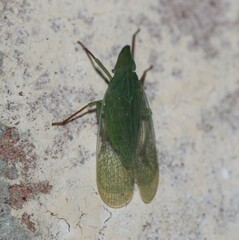 Rhynchomitra