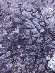 Leptogenys falcigera