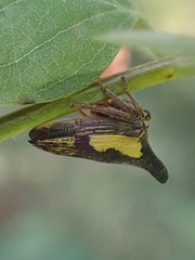Thelia bimaculata