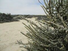 Caroxylon nollothense