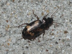 Tetragonoderus