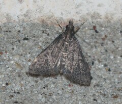 Steniodes declivalis