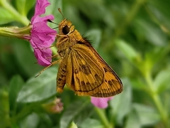 Taractrocera archias