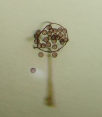 Clastoderma microcarpum