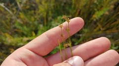 Scleria verticillata