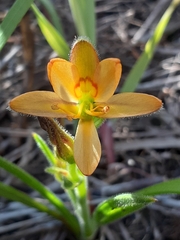 Wachendorfia multiflora