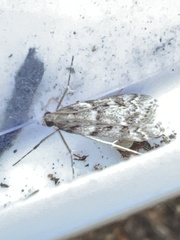 Eudonia angustea