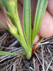 Wachendorfia multiflora