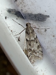 Eudonia angustea