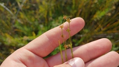 Scleria verticillata