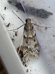 Eudonia angustea