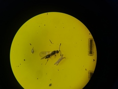 Diapriinae