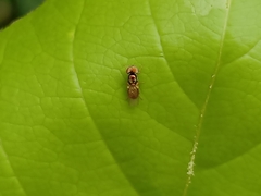 Microchrysa flaviventris