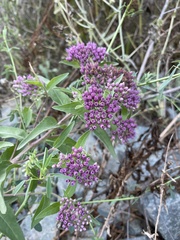 Pluchea odorata odorata