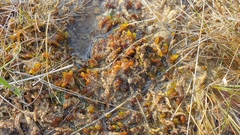 Scorpidium scorpioides