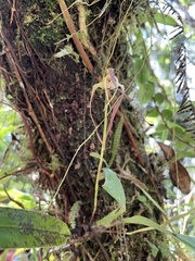 Maxillaria