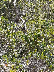 Anthobaphes violacea