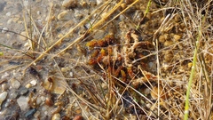 Scorpidium scorpioides