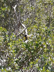 Anthobaphes violacea