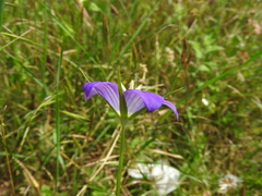 Campanula hawkinsiana