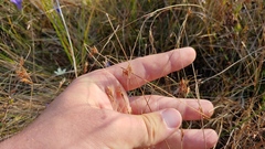 Rhynchospora capillacea