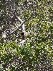 Anthobaphes violacea