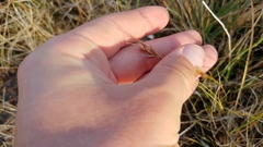 Rhynchospora capillacea