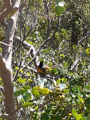 Anthobaphes violacea