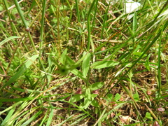 Campanula hawkinsiana