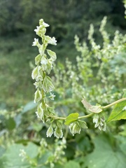Fallopia scandens