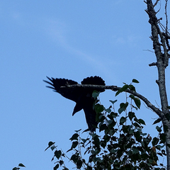 Corvus corax principalis