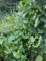 Fallopia scandens