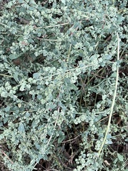 Chenopodium berlandieri