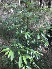 Cryptocarya