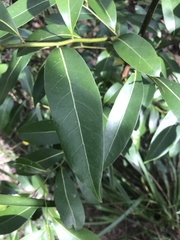 Cryptocarya
