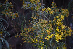 Barkleyanthus salicifolius