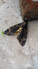Acherontia