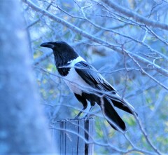 Corvus albus
