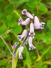 Cysticapnos cracca