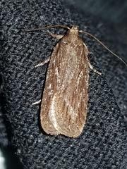 Depressaria daucella
