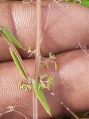 Cysticapnos cracca