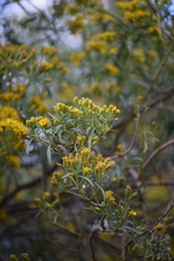 Barkleyanthus salicifolius