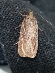 Depressaria daucella