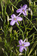 Thysanotus manglesianus