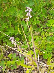Cysticapnos cracca