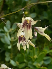 Melasphaerula graminea