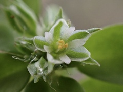Polycarpon tetraphyllum