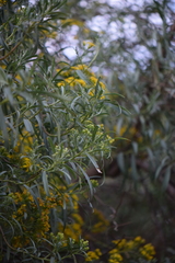 Barkleyanthus salicifolius