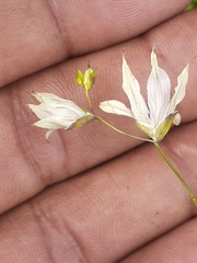 Melasphaerula graminea